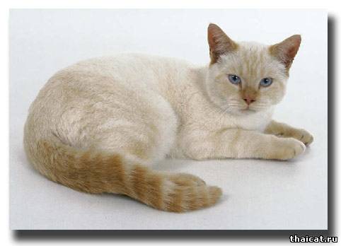 ТАКККИЕКОЙКИ и Кот. 