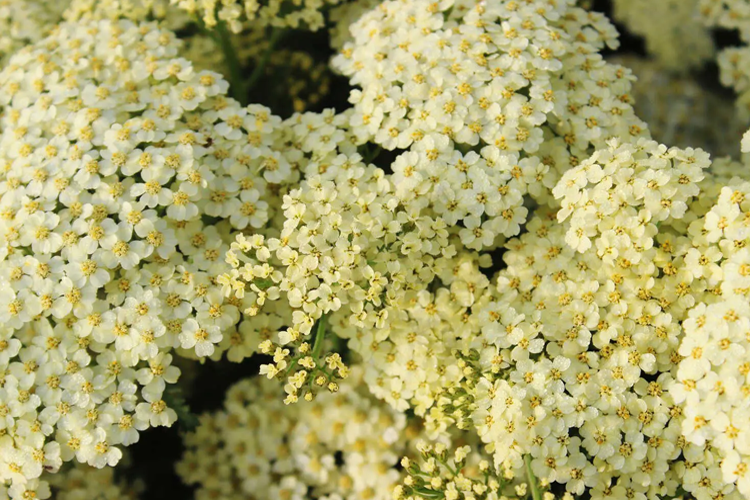 Цельюлистениккрэм дел Крем (Achillea creme de la creme) r9 ...