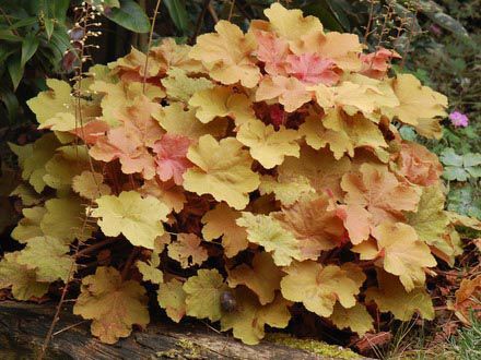 grehera giebridannaver creme brulee
