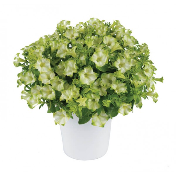 PotUnipe -Ray Pistachio Cream