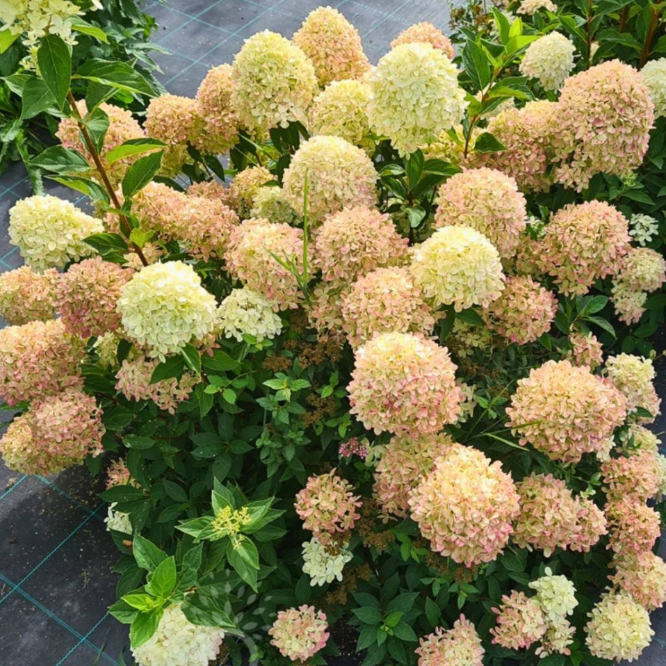 Grotenзipecotton krim kupytth-nur-gultane, доктор